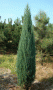 juniperus scopolorum blue arrow